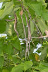 Southern catalpa